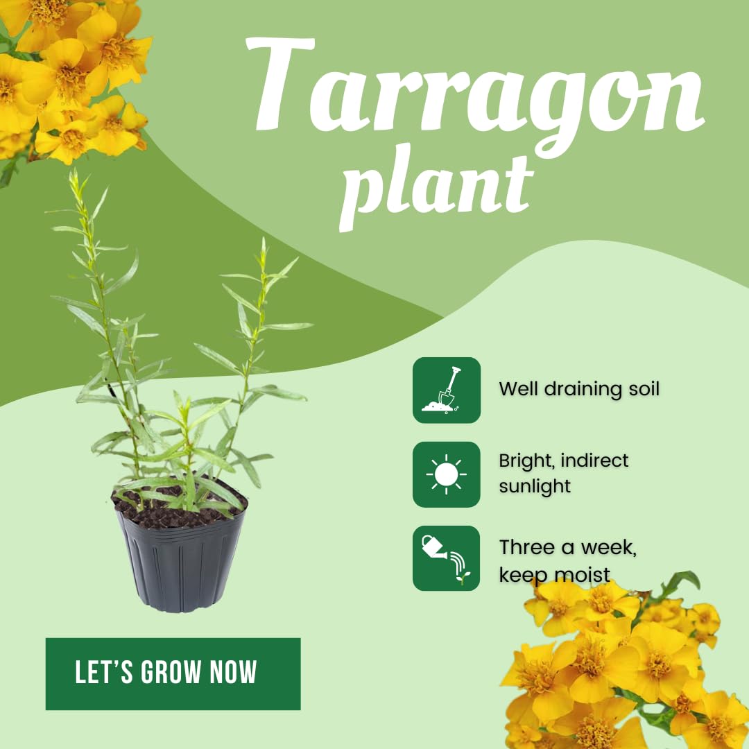 Pack 2 Tarragon Plants Live, Tarragon Herb Well Rooted 4 to 5 Inch, Tarragon Mint for Planting