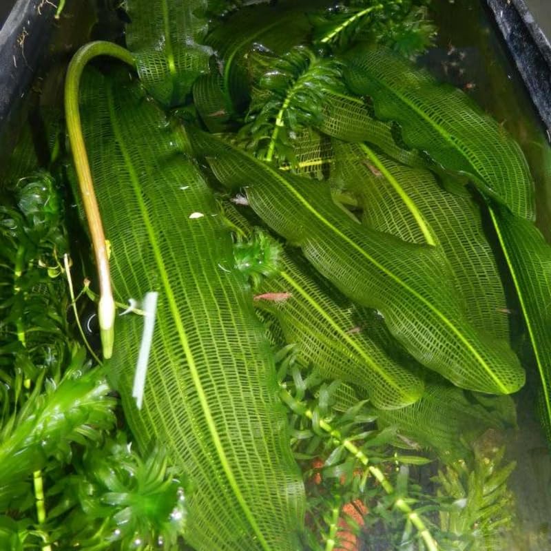 Aponogeton Aquarium Plants Live, Live Aquarium Tanks Aquatic Plants, 1-2 Bulbs, Live Aquarium Plants, Freshwater Aquarium for Planting Ponds