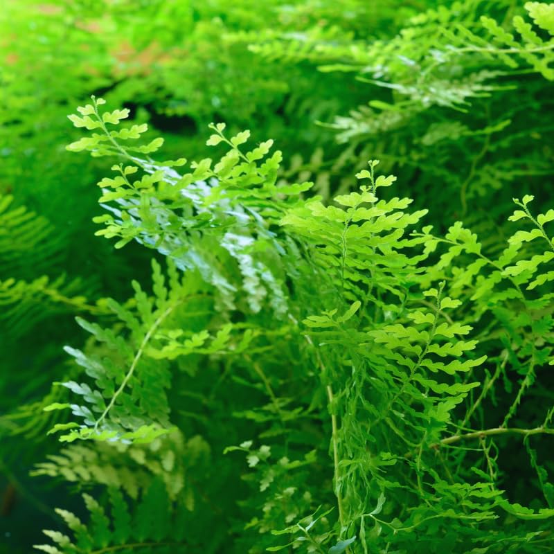 Water Wisteria Aquarium Plants Live Bundle, 4-6 Inc Tall