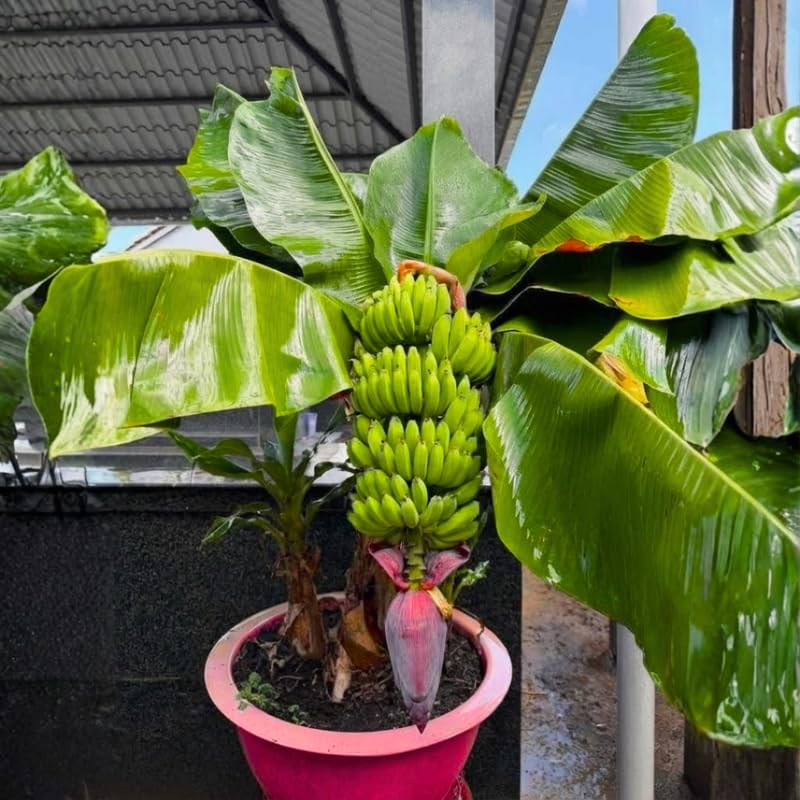 Rare Smooth Green Banana Plant Live for Planting, Banana Trees Live Plants for Outdoor Indoor Planting, Cold Hardy, 4-7" in Tall, No Pot, Musa Plant