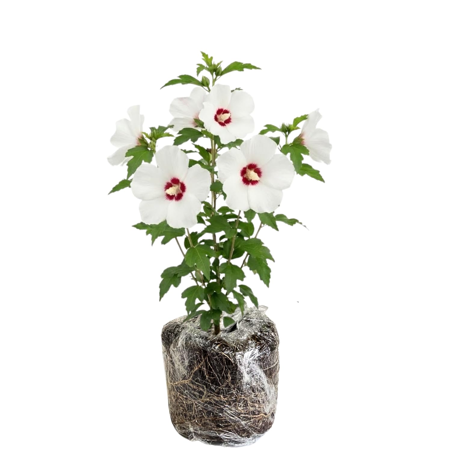 Rose of Sharon Plant Live, Red White Rose of Sharon Live Plant, Hardy Hibiscus Flowering 2-6'' Tall, Outdoor Growing