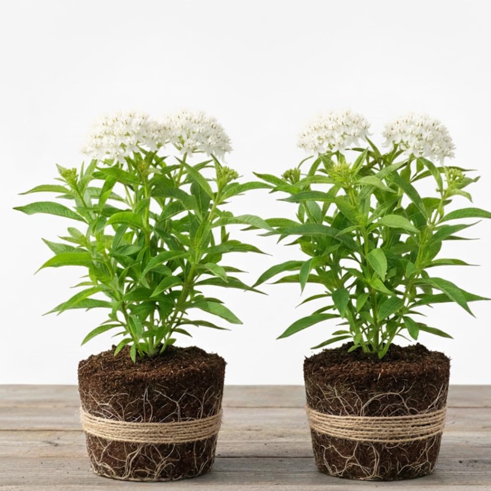 2 Milkweed Plants Live, Live Milkweed Plants, Asclepias Tuberosa Plant, 5 to 8 Inc Tall, Outdoors Gardening (White)