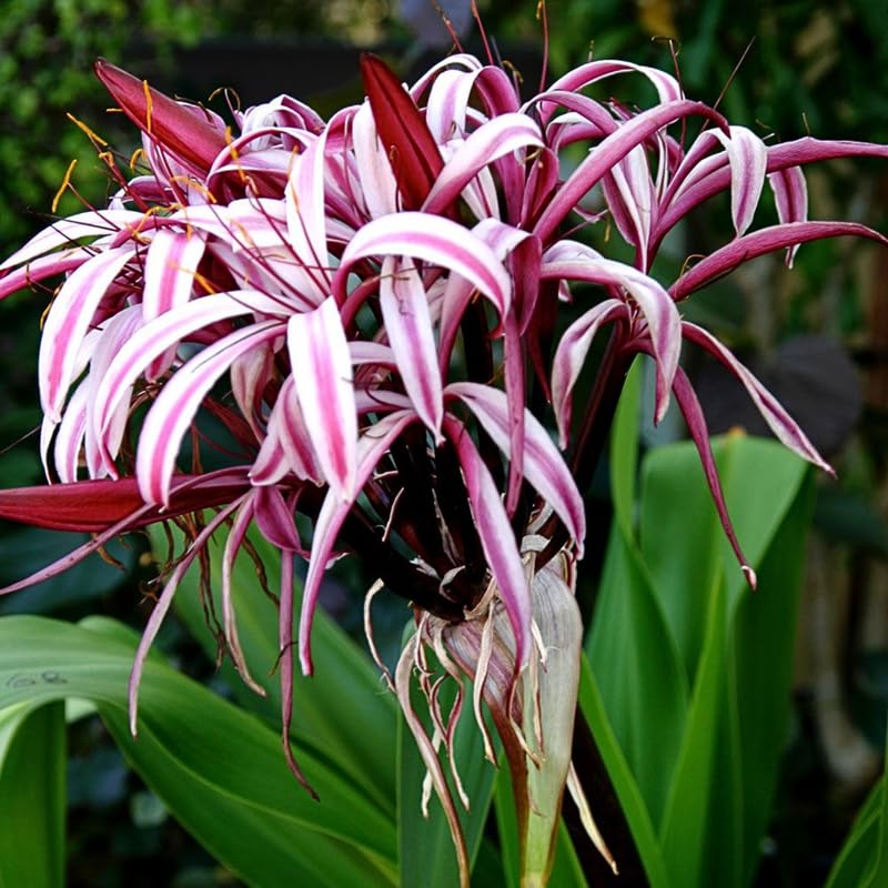 Pink Queen Lily Plant Live, Tropical Flowering Plant, Vibrant Lilies Flowers 2-2.5 Feet Tall, Outdoor Garden Growing