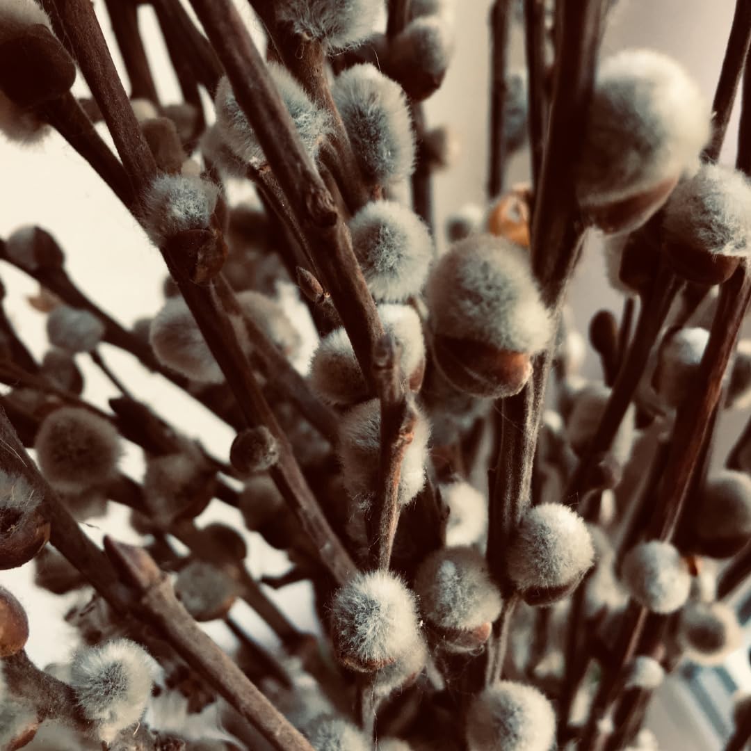 9 Months Old Pussy Willow Live Plant in 2.5” Pot, Hardy Willow Tree Live Plant for Spring Blooms, 6-12 Inch Tall Shrub, Dormant in Winter, No Leaf