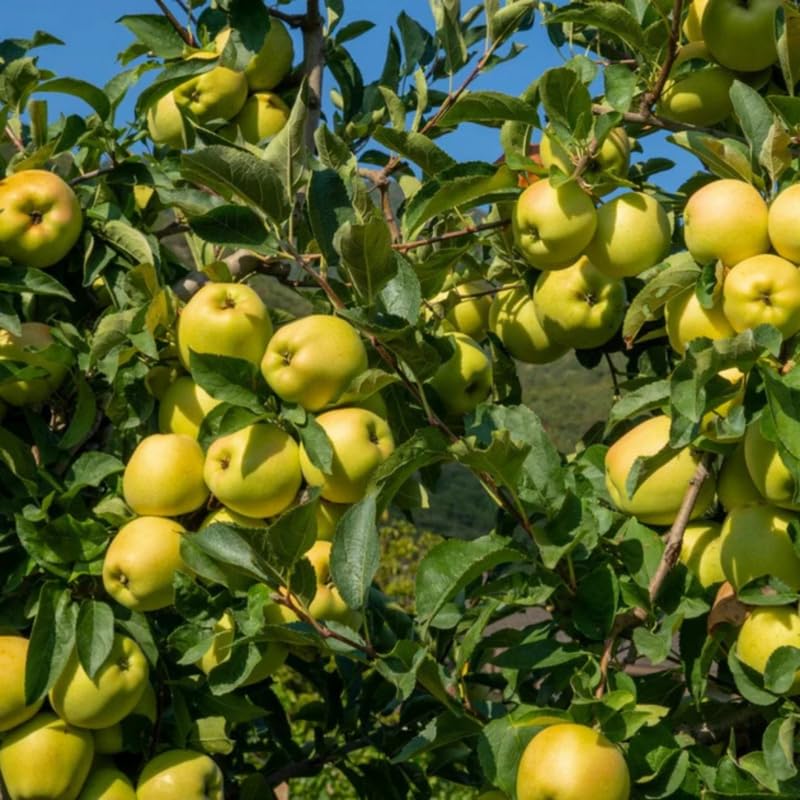 Live Golden Delicious Apple Tree 5 Gallon, Apple Fruit Tree 3 Ft Tall for Backyard Orchard Planting Spring