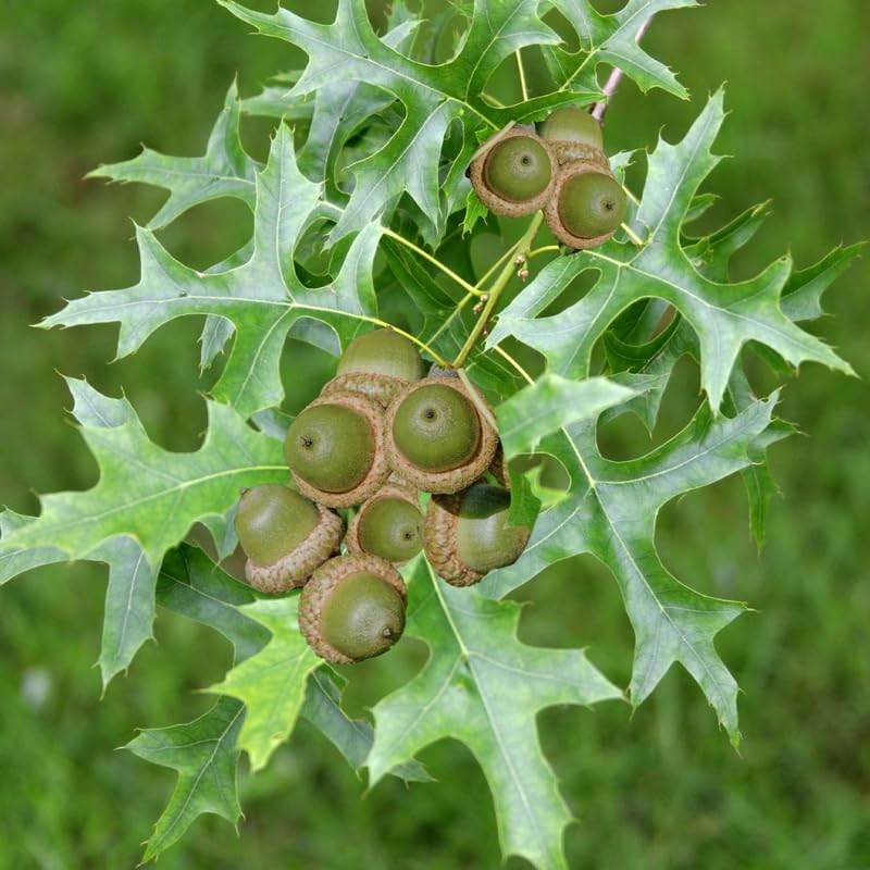 White Oak Tree Plant in Quart Pot, 6-12 Inch Tall Shade Tree Live Oak Plants Potted Seedling for Planting Outdoor Garden, Dormant in Winter