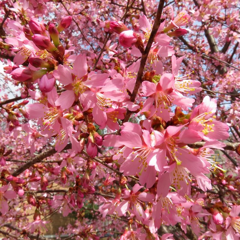 Cherry Blossom Tree, Dark Pink Cherry Tree Live Plant, 6-12 Inch Tall in 2.5 Inch Pot, Dormant in Winter
