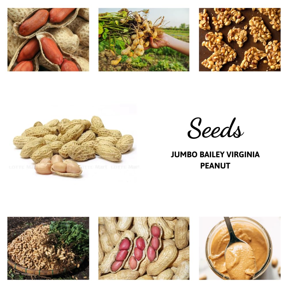 40 Jumbo Virginia Peanut for Outdoor Planting, Perfect for High-Yielding Peanuts Home Garden and Outdoor Growing