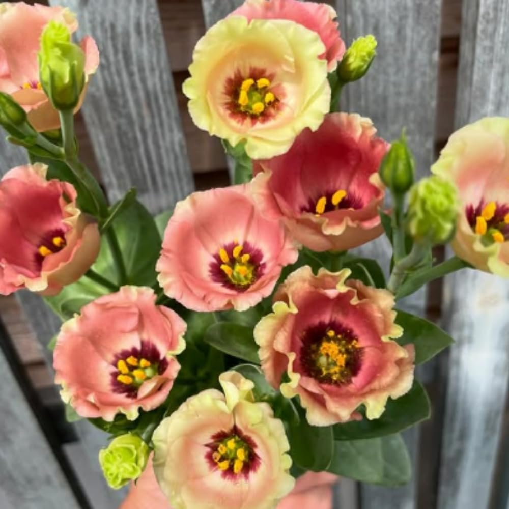 Sets 2 Chocolate Brown Lisianthus Eustoma Live Plants, Plug Size, Well-Rooted, Texas Bluebell, Thornless Love Rose Plant, Spring to Fall Bloom, 2-4" in Tall Starter