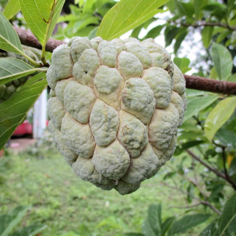 Sugar Apple Tree Live Plant - 2-3 Ft Tall in 1 Gallon Pot - Green Annona Squamosa Tropical Fruit Tree for Outdoor Garden and Patio, Perennial, No Ship to CA