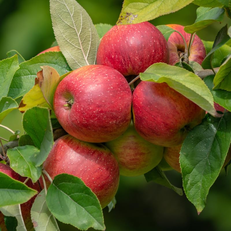 Pink Apple Tree Plants, Bare Root 2-3 Ft Tall, Apple Tree Plant Live for Planting Outdoors