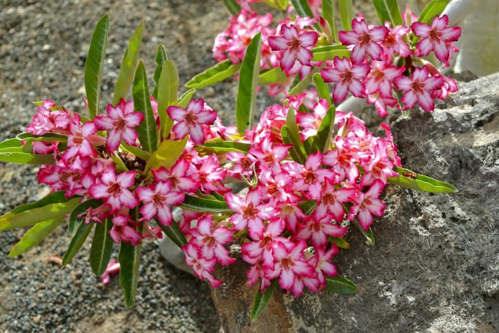 Pack 2 Desert Rose Plants Live, Adenium Desert Rose, Indoor Outdoor Planting from 4 Inches (2 Pink)