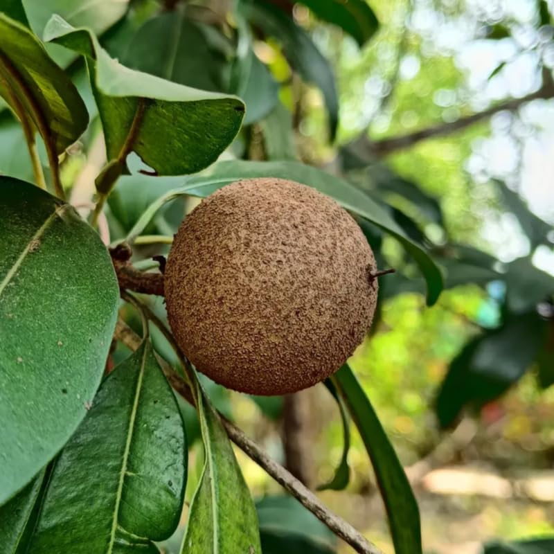 Live Sapodilla Plant, Tropical Fruit Tree for Indoor Outdoor Planting, 2-3 Feet Tall in 3 Gallon Container, No Ship to CA
