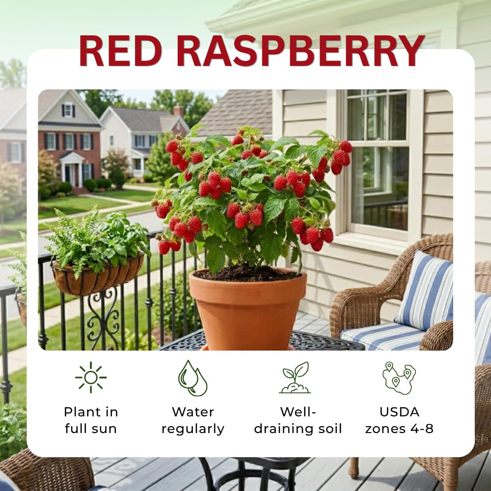 Red Live Raspberry Plant, Outdoor Garden Berry Plant, 4-8 Inch Tall