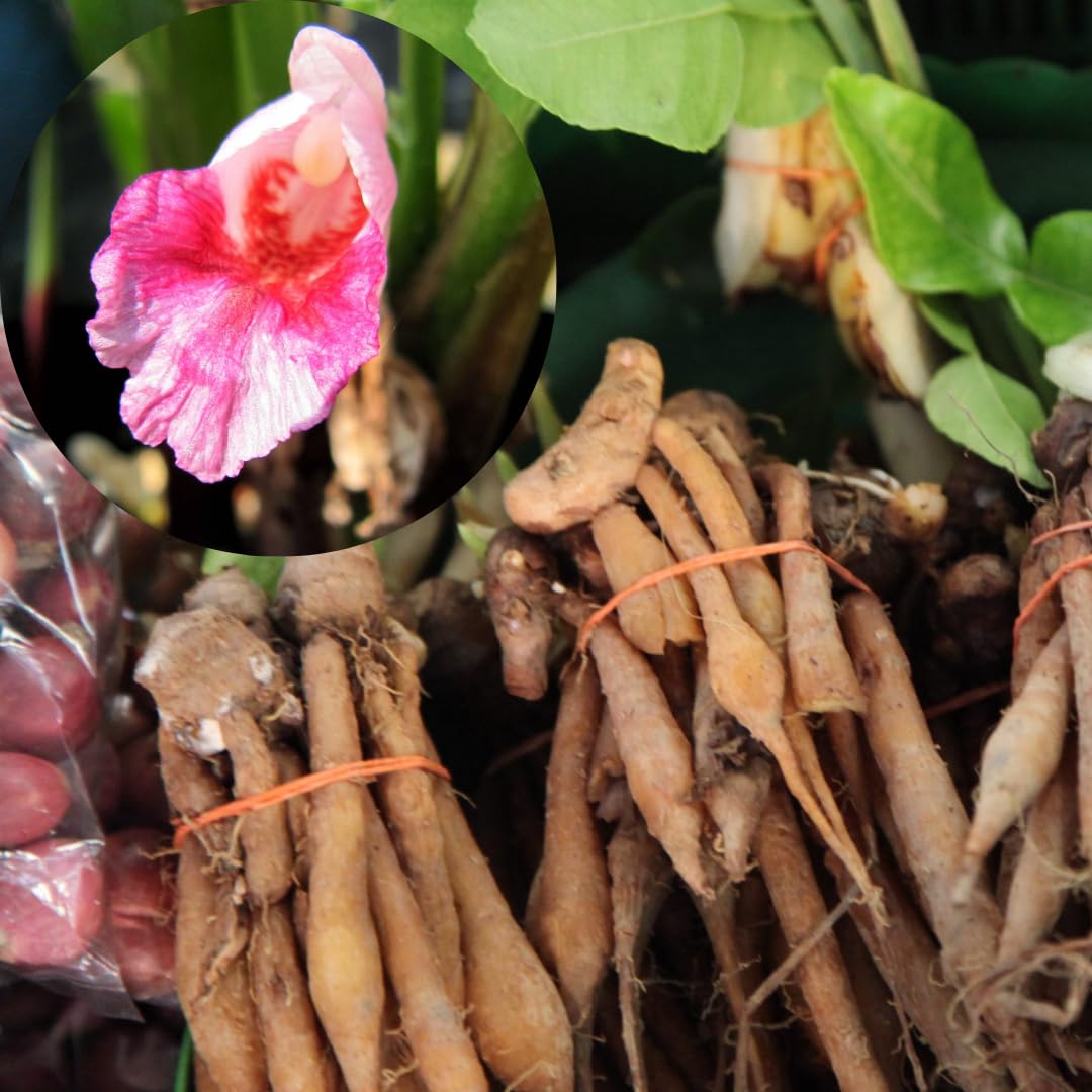 Finger Root Ginger Plant Tuber, Thai Ginger Tuber Roots for Growing Outdoor