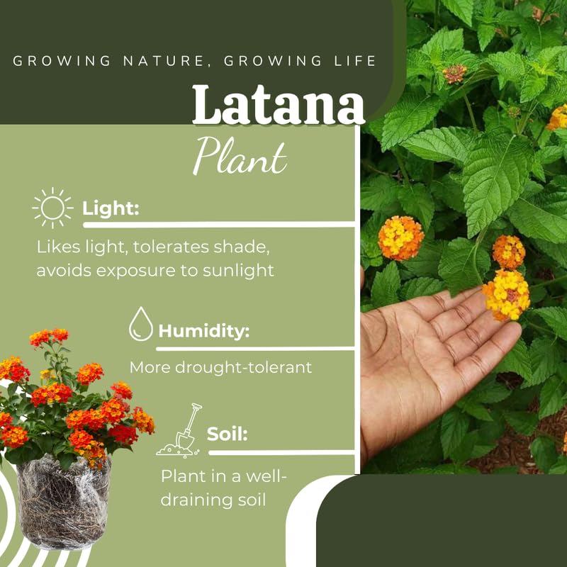 3 Lantana Plants Live, Red Orange Lantana Flower Live Plant, Colorful Perennial Flower Garden, 4 to 7 Inches