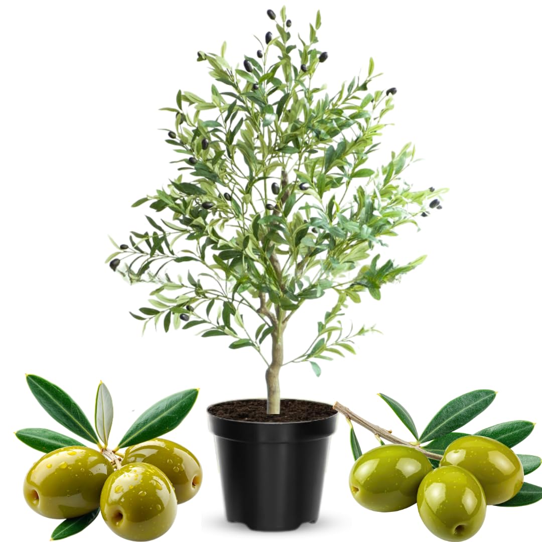 2 Years Old Live Olive Tree Plant, 2-3 Feet Tall, Olive Plant Live 1 Gallon Pot, Ready to Harvest, No CA