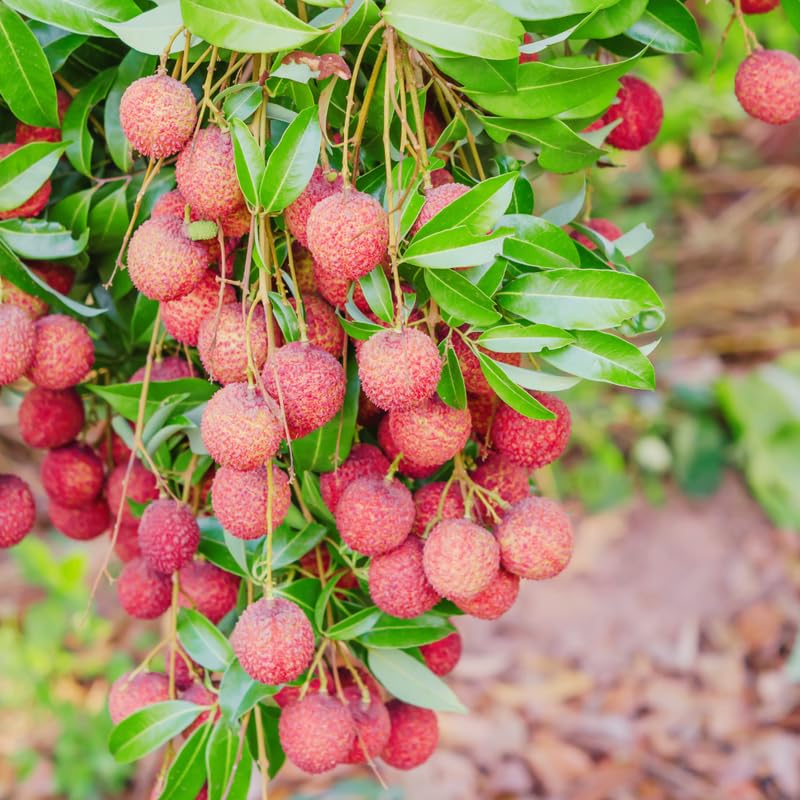 Airlayered Lychee Live Plant, Red Litchi Tree from 2 to 3 Feet Height, Sweet Tropical Fruit Plant for Edible Garden, 3 Gallon Container, No Ship to CA