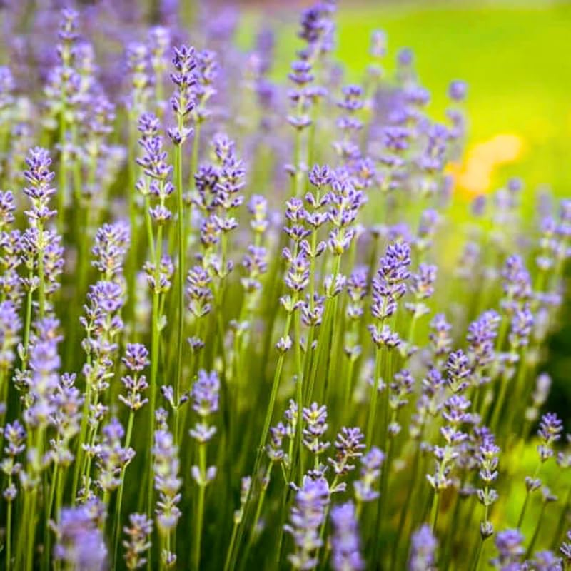 Pack 4 Provence Lavender Plants Live, 4–8" Tall, Fragrant Lavender Flower Lavandula Perennial Well-Rooted, No Pot