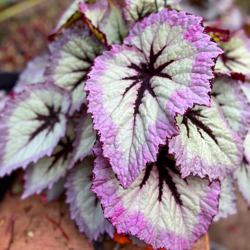 Pack 2 Begonias Plants Live, Pink Fire Begonia Live Plant for Decorative Houseplants Indoor Outdoor, Spring Vibrant Foliage