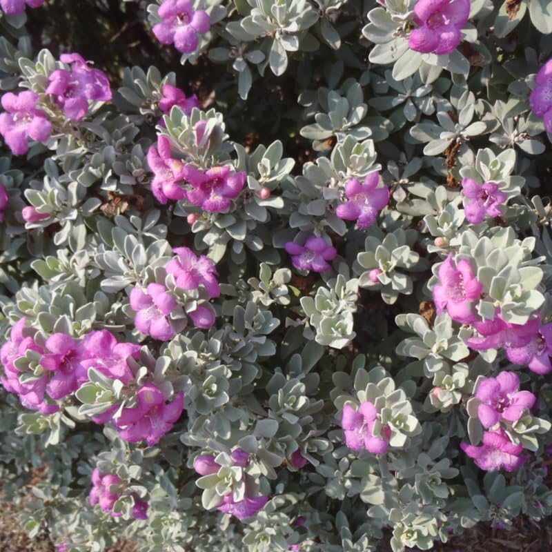 Sets 4 Dwarf Texas Salvia Sage Plants Live for Spring Planting, Size 4-6" in Tall, Fast-Growing and Quick Flower, Perennial Fragrant Shrubs Bush