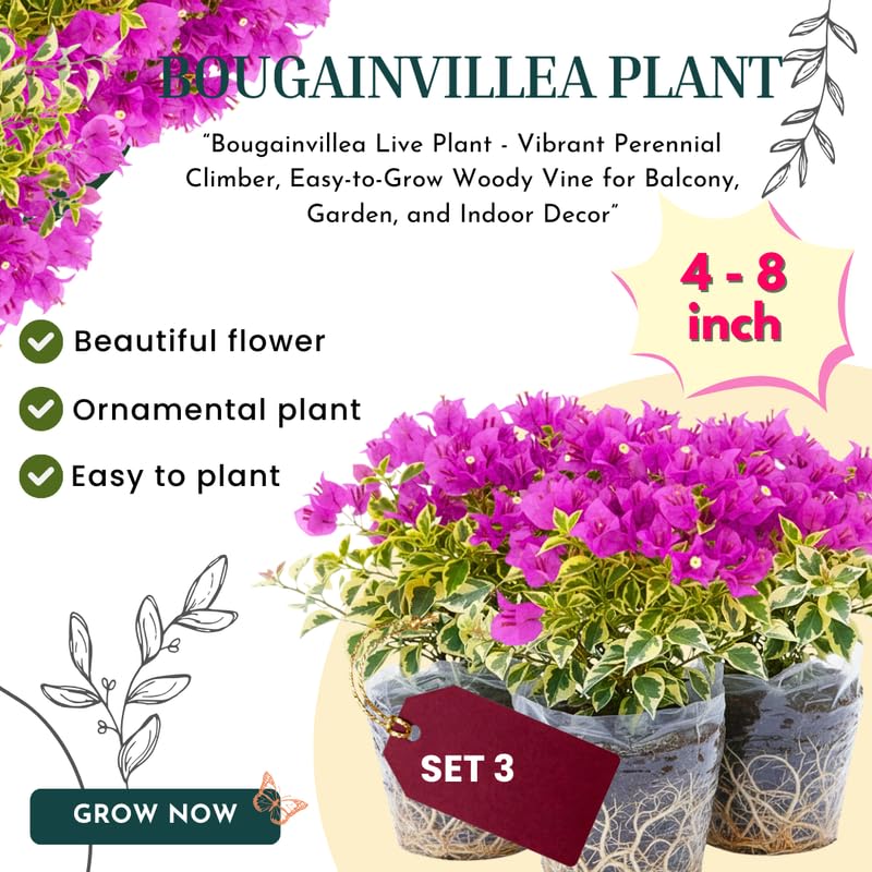 3 Blueberry Ice Bougainvillea Plants Live, 4-8” Tall Flowering Bougainvillea Vines, Tropical Climbing Plants for Garden or Containers, No Pot