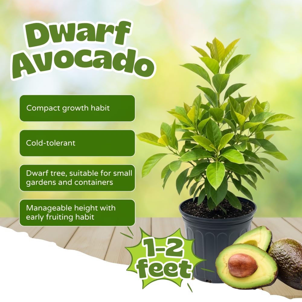 Avocado Tree Live Plant, Dwarf Avocado Plants Live in 3 Gallon Pot, Zones 9-11, Cold Hardy Fruit Tree for Patio, Home Orchard and Edible Gardening