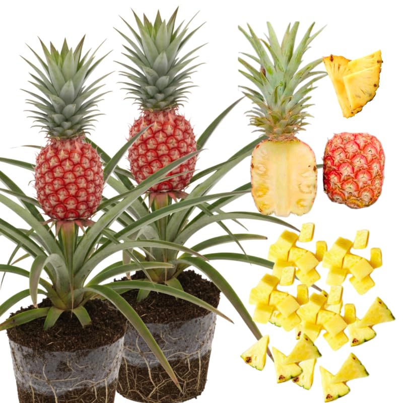 Pack 2 Florida Pineapple Plants Live, Tropical Fruit for Spring Plant, Well-Rooted 4 to 8 Inch Tall for Planting Outdoor Full Sun