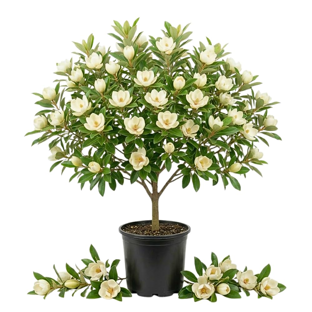Sweetbay Magnolia Tree Live Plant, Hardy Fragrant Flowering Magnolia Plants, Fragrant White Flowers, 2-3' Tall in 3 Gallon Pot for Outdoor Gardening, No Ship to CA