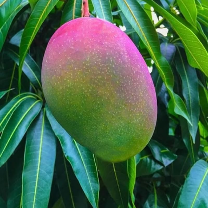 Glenn Mango Tree Live Plant Grafted, 2–3 Feet Tall in 3 Gallon Pot, Sweet Tropical Mango Fruit Tree