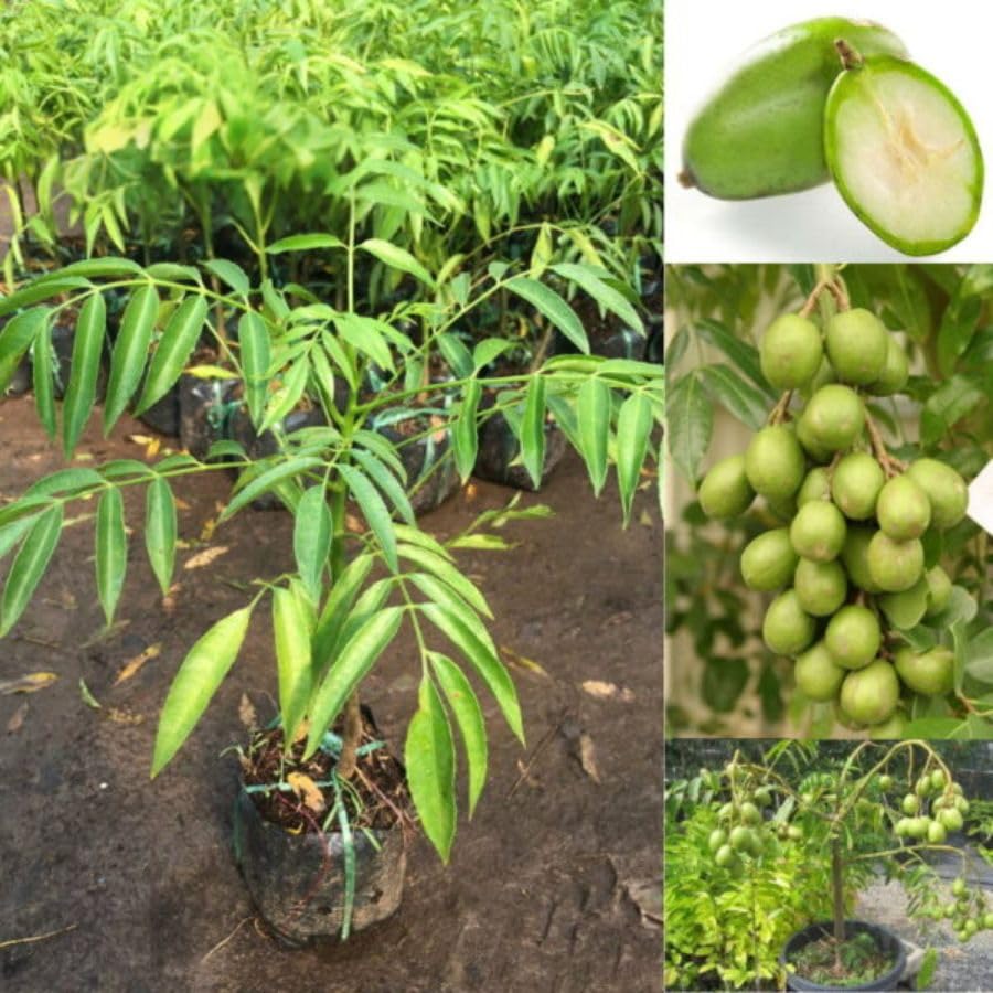 Tropical June Plum Fruit Tree 3 Gallon, June Plum Plant, Live Grafted Trees for Planting Outdoor Your Garden, Ready to Fruit