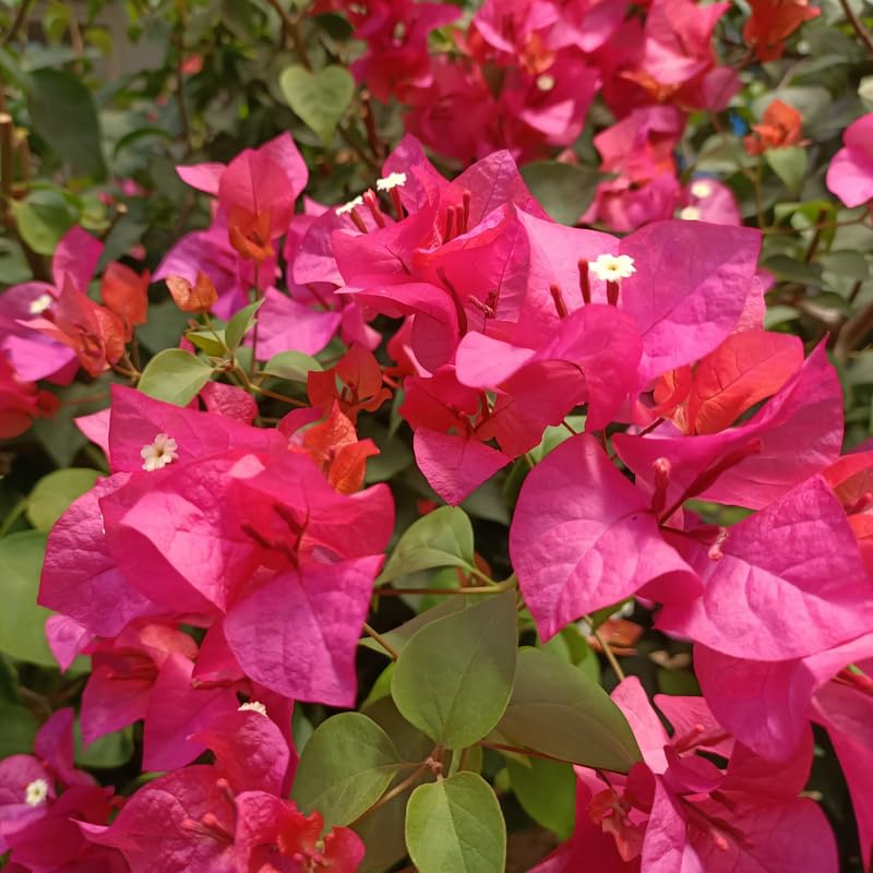 Set 2 Pink Magenta Bougainvillea Plants, 5-8" Tropical Bougainvillea Plant Starter, Colorful Perennial Blooms, Live Well Rooted Plant