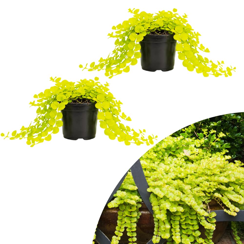 Set 2 Creeping Jenny Live Plant, Starter Plant from 1 to 3 Inches Tall for Groundcover, Vibrant Foliage, Ready for Planting