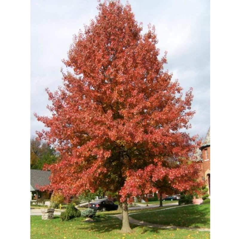 White Oak Tree Plant in Quart Pot, 6-12 Inch Tall Shade Tree Live Oak Plants Potted Seedling for Planting Outdoor Garden, Dormant in Winter