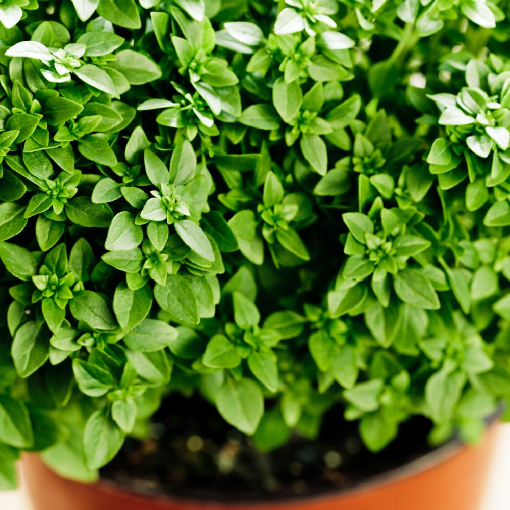 3 Greek Basil Plants Live, 4 to 7 Inc Tall, Basil Herb Plants Gardening Indoor Outdoor