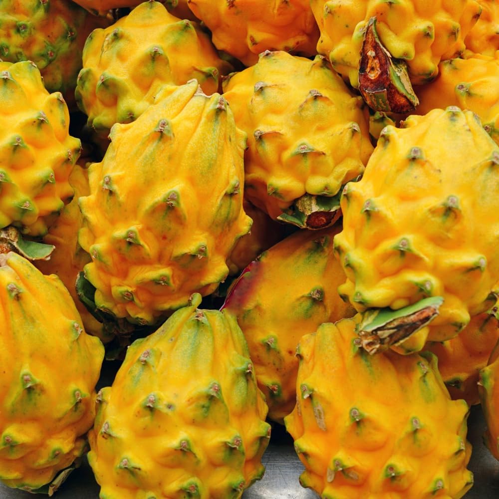 Yellow Dragon Fruit Plant, Starter Dragon Fruit Tree, Outdoor Garden Growing 3-6 Inch Tall