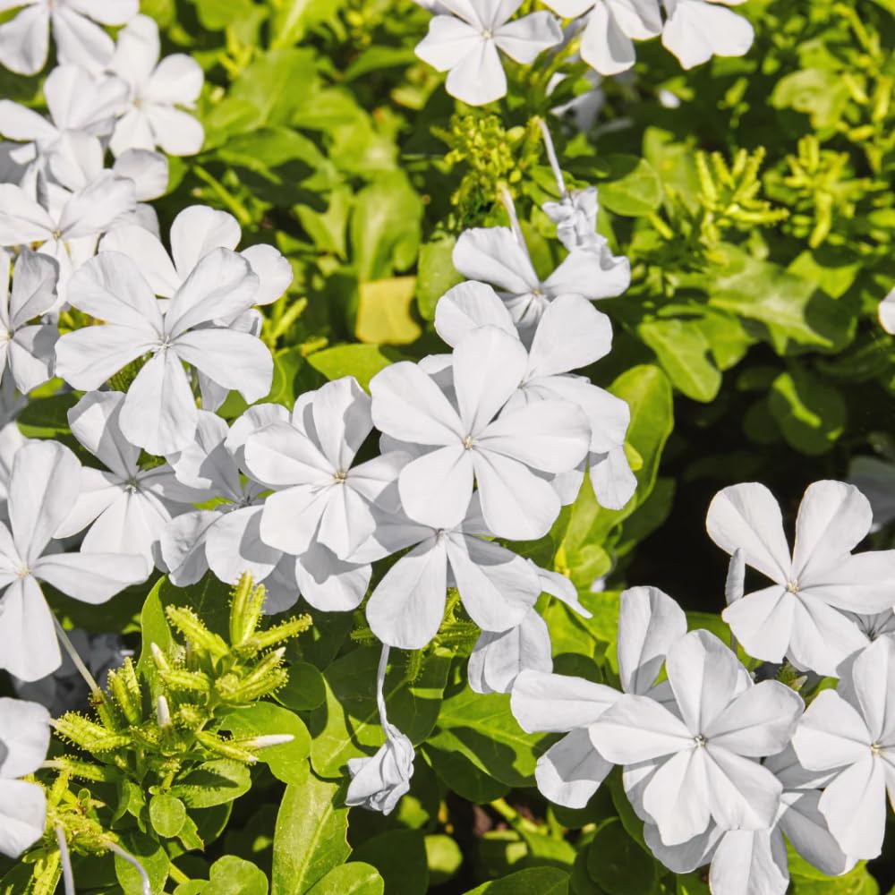 Pack 3 White Plumbago Plants Live, 4-7 Inches Tall, Tropical Flowering Shrub for Garden or Containers