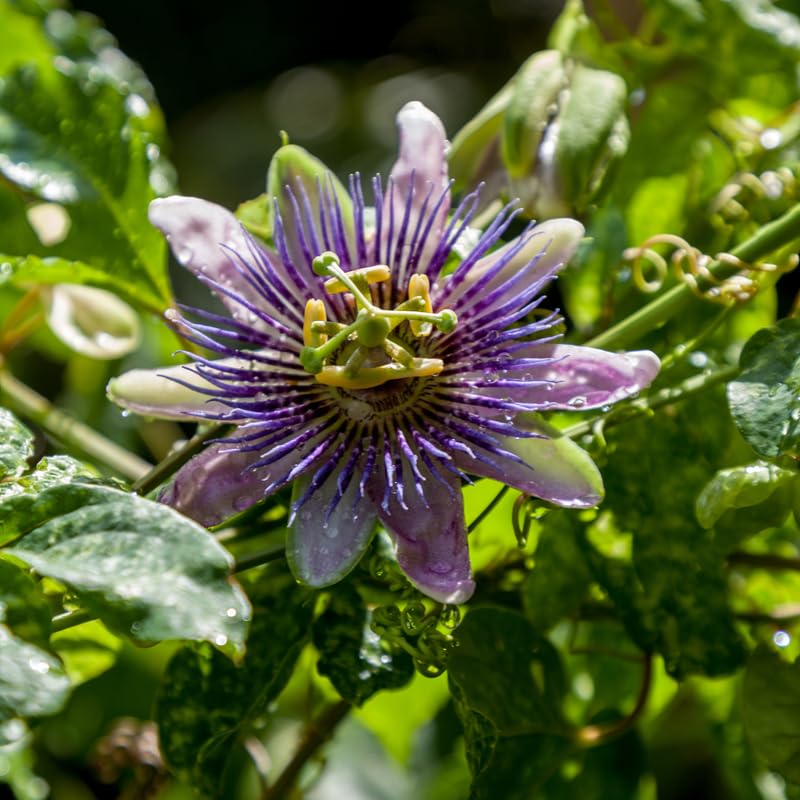 Set 2 Passion Flower Plants Live, Well Rooted Passiflora Flowering Vine 4-7'' Tall, Vibrant Blooms for Garden or Containers (White Purple)