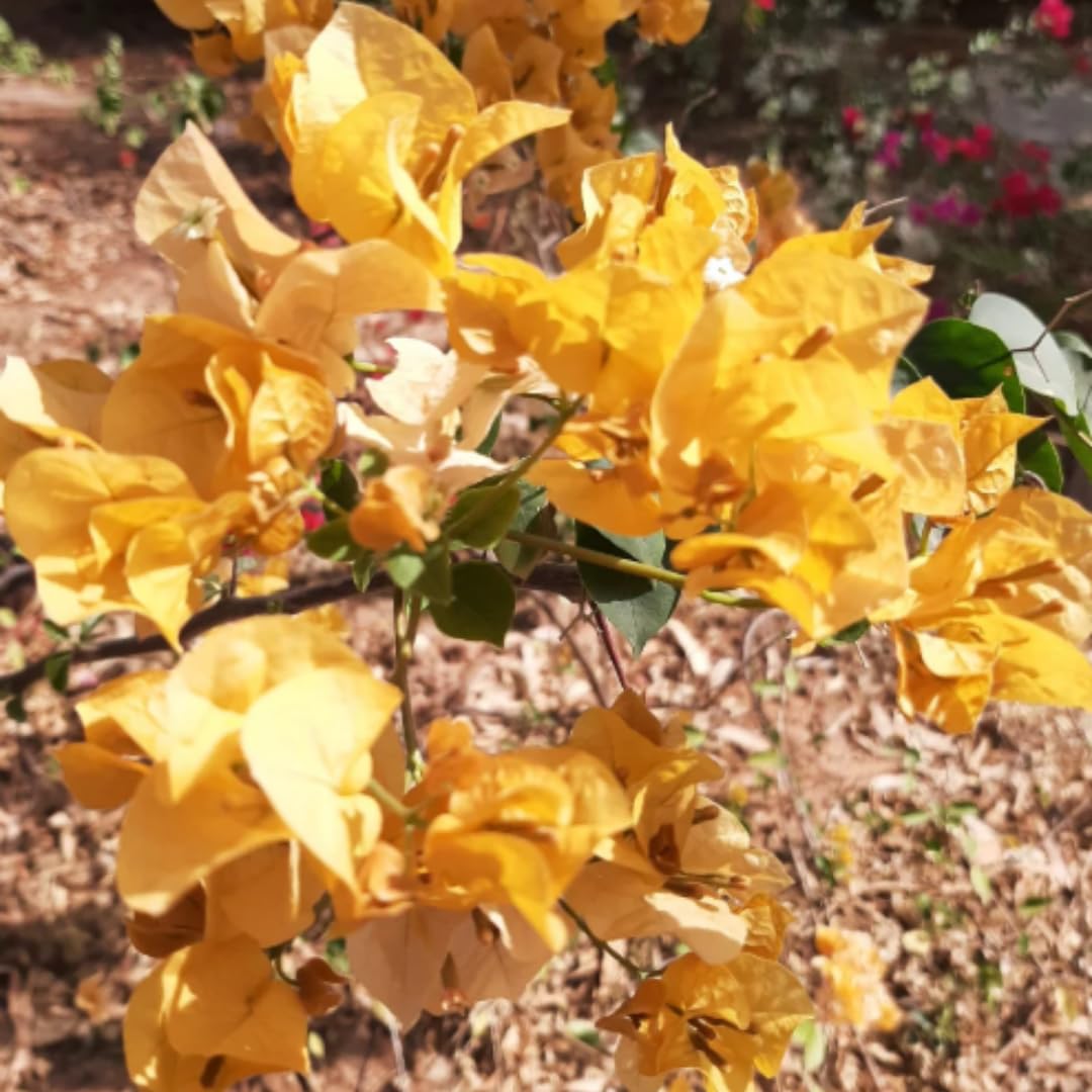 4 Bougainvillea Plants Live, Gold Bougainvillea Flower Plant, Live Bougainvillea Vine Plant for Gardening, 4 to 6 Inc in Height