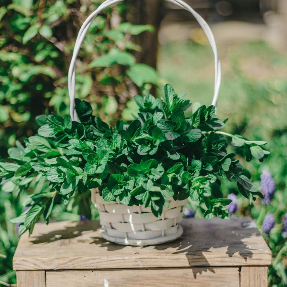 Set of 4 Spearmint Live Plants, Well Rooted Mint Herbs Plants 4-7 Inches, Fragrant Leaves, Outdoor or Container Growing