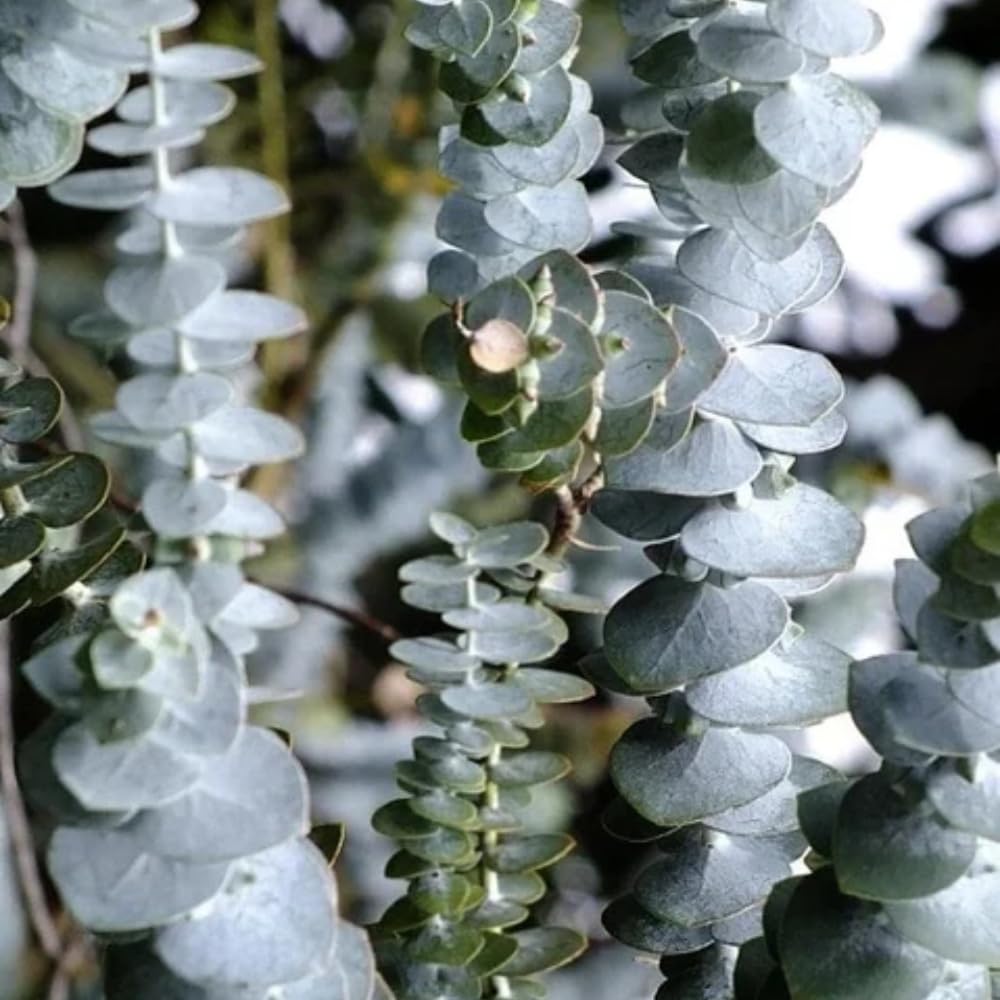 Silver Dollar Eucalyptus Plant, Well Roooted Eucalyptus Tree Live, 3 to 5 Inch Tall