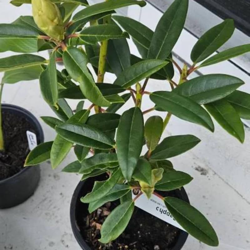 Dark Red Rhododendron Plant Live, Azalea Plants, Rhododendron Azalea Bushes Ready to Plant, Full Sun Outdoor Plants