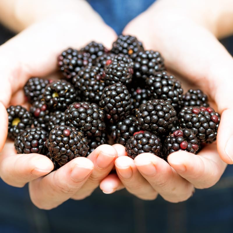 Pack 2 BlackBerry Plants Live, 4-8 Inch Tall, Chester Blackberries Fully Rooted High Yield Berry Plants for Outdoor Planting