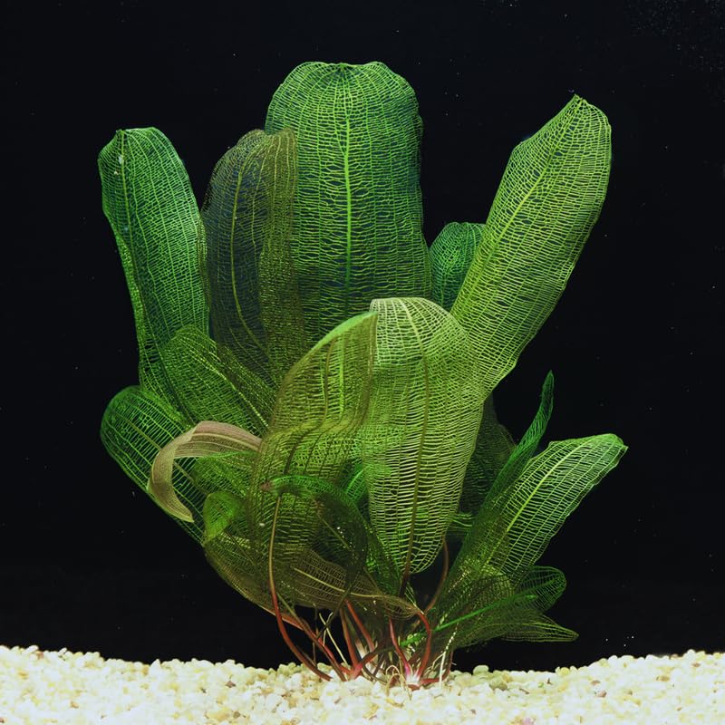 Aponogeton Aquarium Plants Live, Live Aquarium Tanks Aquatic Plants, 1-2 Bulbs, Live Aquarium Plants, Freshwater Aquarium for Planting Ponds