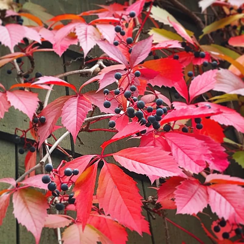 4 Virginia Creeper Live Starter Plants, Red Ivy Climbing Vine