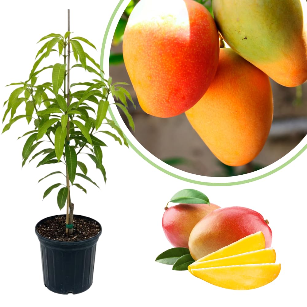 Glenn Mango Tree Live Plant, Fully Rooted in 3 Gallon Pot, Tropical Mango Fruit Tree for Indoor or Outdoor Growing