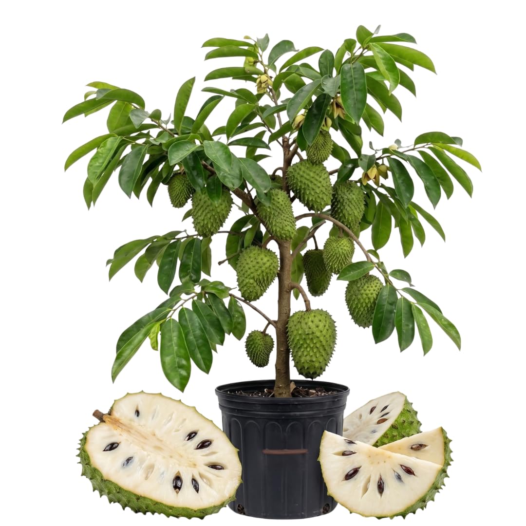 Live Grafted Soursop Tree, Guanabana Fruit Tree, 3 Ft Tall in 3 Gallon Pot, Sweet Tropical Fruit, Ready to Grow