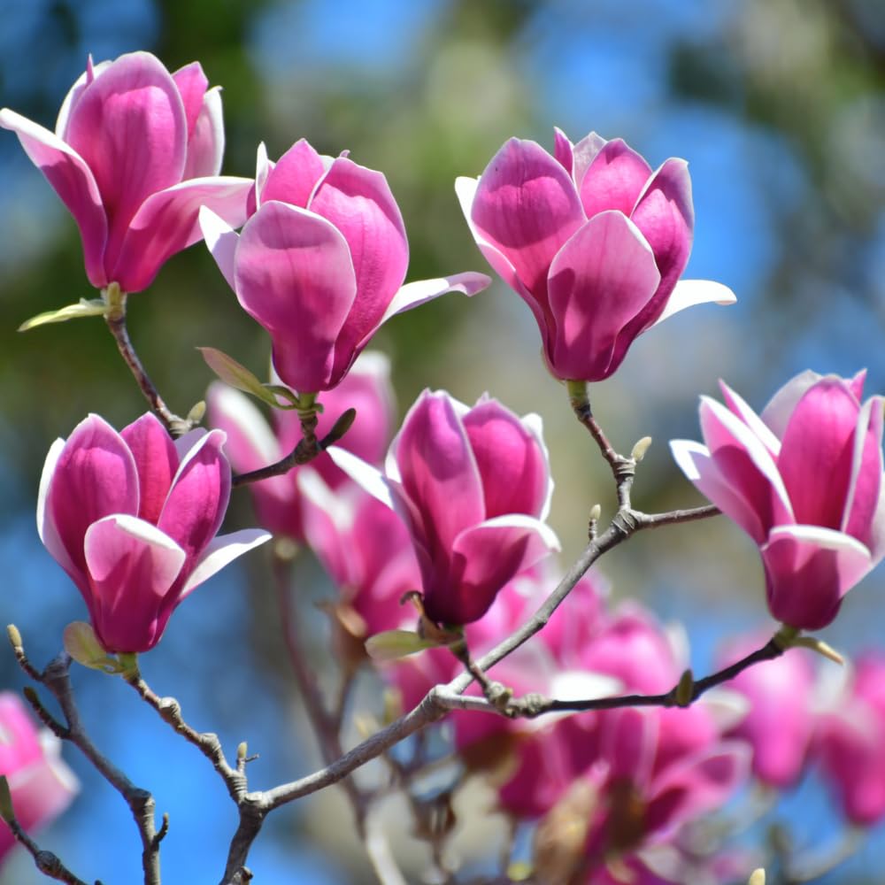 Ann Magnolia Tree, 6-12 Inch Magnolia Trees Live Plants for Planting Outdoor, 2.5 Inch Pot Fragrant Pink Flowers Plant, Dormant in Winter