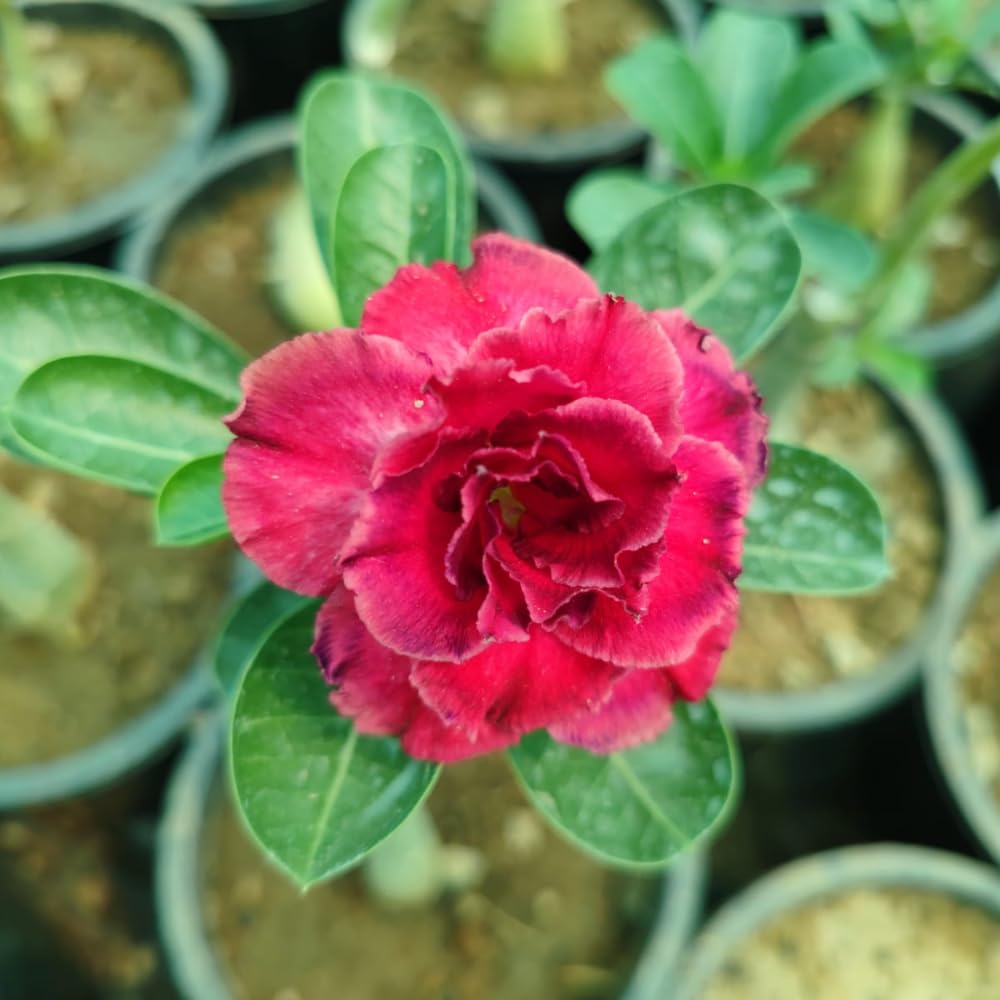Adenium Desert Rose Plant, Starter Desert Rose for Planting Indoor Outdoor, 4-6 Inches, Flowering Succulent Seedling (Pink Blooms)