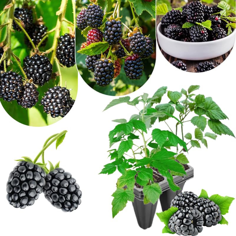 Pack 2 BlackBerry Plants Live, 4-8 Inch Tall, Triple Crown Thornless Blackberries Fully Rooted High Yield Berry Plants for Outdoor Planting